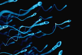 Erweiterte Spermien-Untersuchung